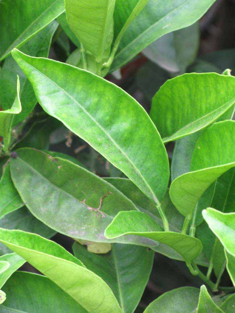              Sun leaves (Riverside, CA)       